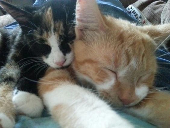 Create meme: cats hugging, Cats love summer, cats together