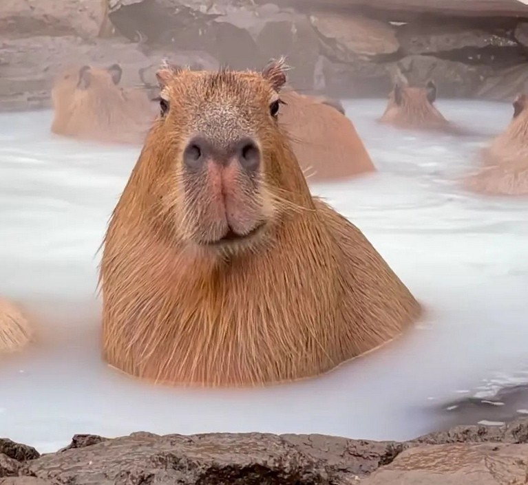 Create meme: big capybara guinea pig, a pet capybara, bald capybara