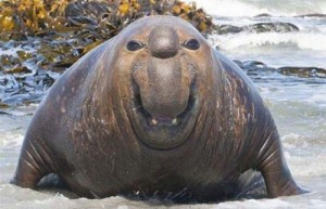 Создать мем: морж, смешной тюлень, морской слон