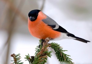 Create meme: bullfinch