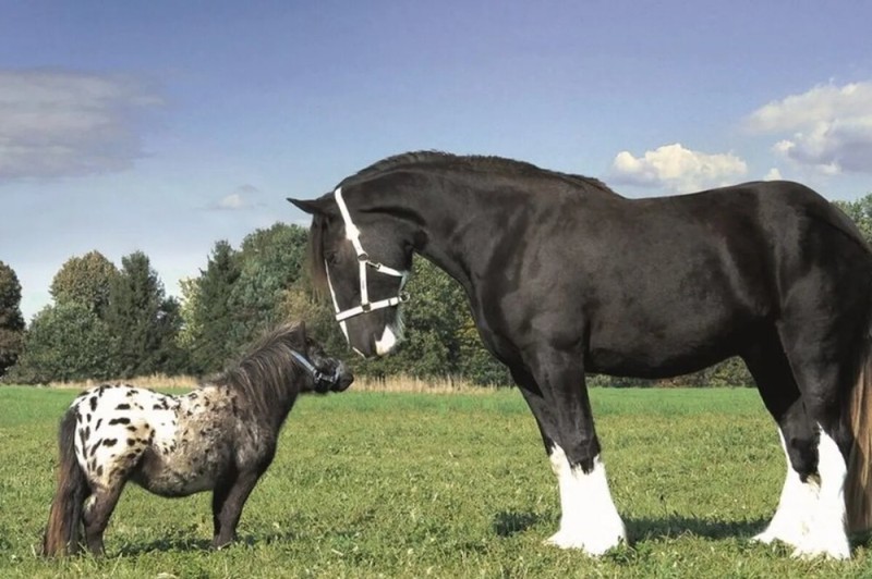 Create meme: breed of horses shayr , shire horse, shayr 