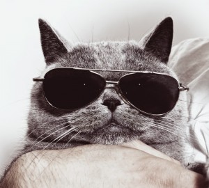 Create meme: book cover, cat with black glasses