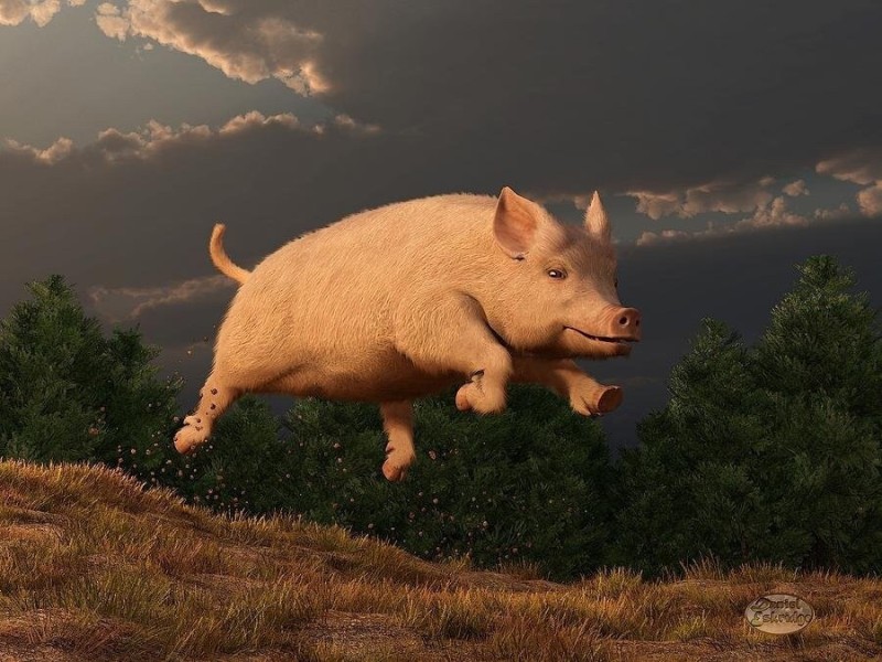 Create meme: a wild boar runs around the field merrily, pig , flying pig