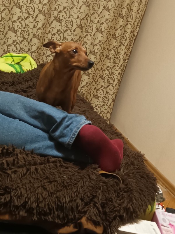 Create meme: miniature Pinscher, Dachshund , male dog