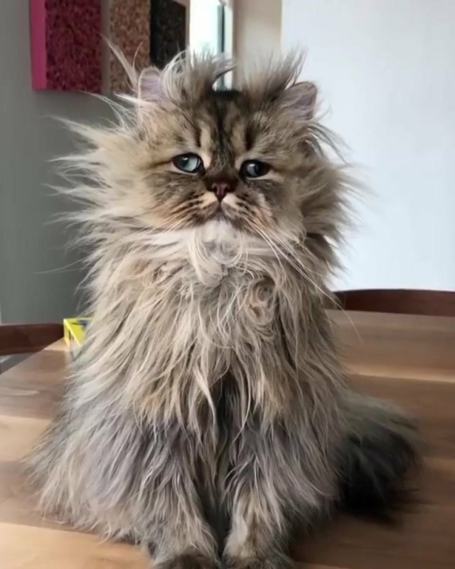 Создать мем: кот персидский, персидская кошка, взъерошенная кошка