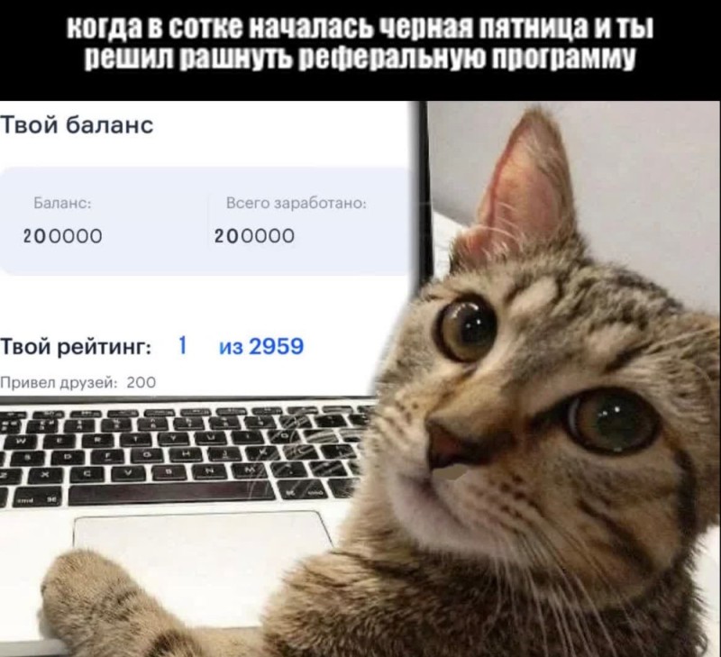 Создать мем: жуб кот, котики, кот программист