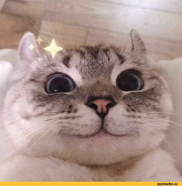 Create meme: smiling cat, cute cats , cats are funny