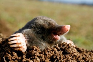 Create meme: pest control, the destruction of moles, köstebek
