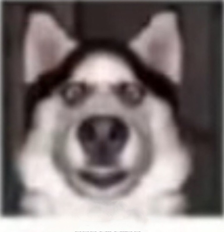Create meme: stoned husky, face husky, funny huskies