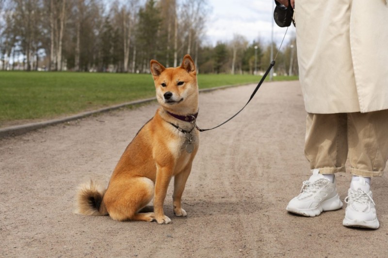 Create meme: dog Shiba inu, shiba inu, dog Akita