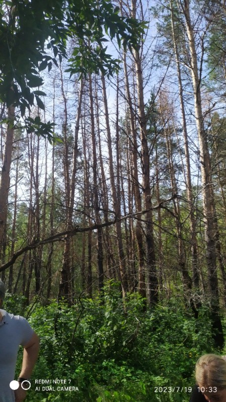 Create meme: forest , in the pine forest, klepikov forest