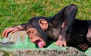 Создать мем: шимпанзе с едой, животные обезьяны, обезьяна