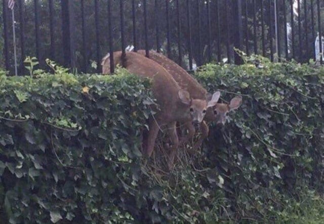 Create meme: The deer got stuck in the fence, Two deer got stuck in the fence, Bush
