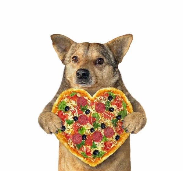 Создать мем: собака держит фруктовницу, кот держит пиццу, dog