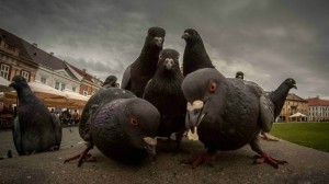 Create meme: dove Semyon is, pigeons doves, pigeons gobble of EPTA
