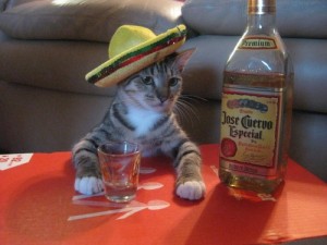 Create meme: jose cuervo, kitty cat, tequila