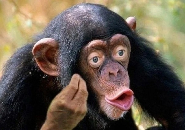 Создать мем: шимпанзе, макака обезьяна, самец шимпанзе