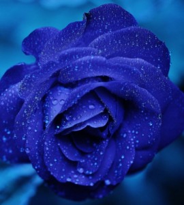 Create meme: rosé, rose, blue flower