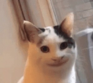 Создать мем: кот с человеческой улыбкой, кот с улыбкой, polite cat