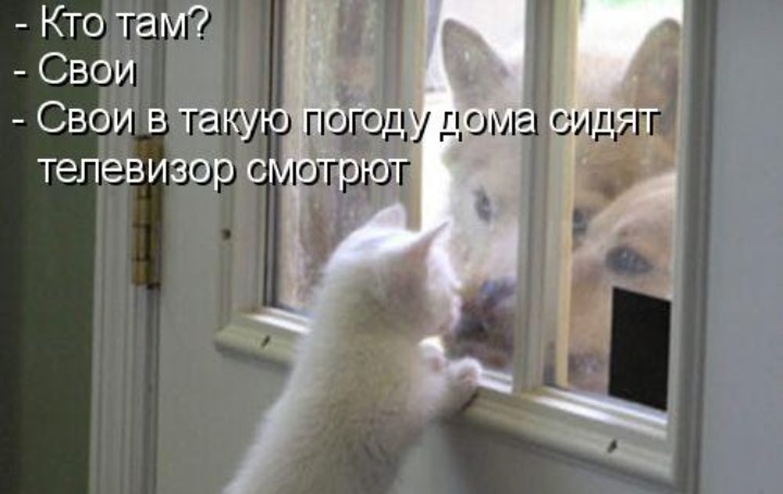 Создать мем: кошки на окошке, кошка, кот на окне