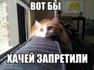 Создать мем: кот, утро кот, коты