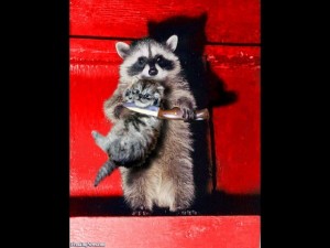 Create meme: a raccoon with a cat on hands, raccoon, raccoon gargle