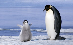 Создать мем: пингвины пара, пингвин с детенышем, пингвин