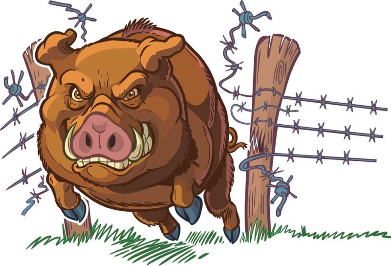 Create meme: drawing of a wild boar, The cartoon boar, angry boar