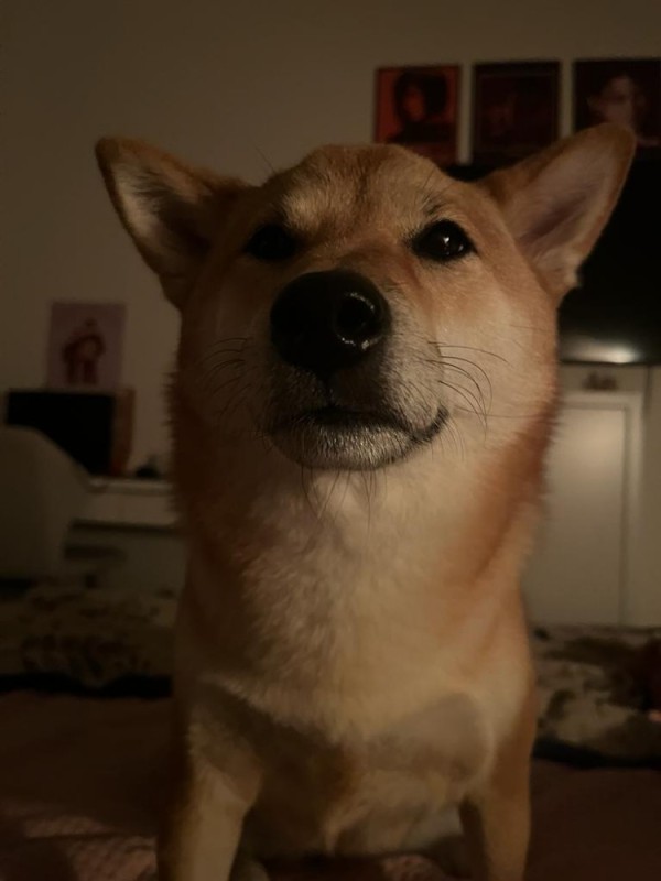 Создать мем: shiba inu, собака ухмыляется, собака