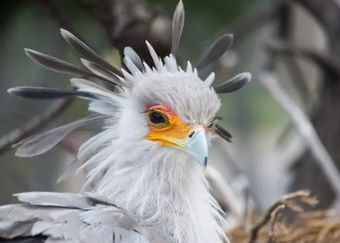 Create meme: Secretary bird, Bird secretary morad, The albino secretary bird