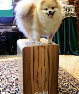 Create meme: Yuri Aizen Spitz young, German Spitz photo, Spitz hammer