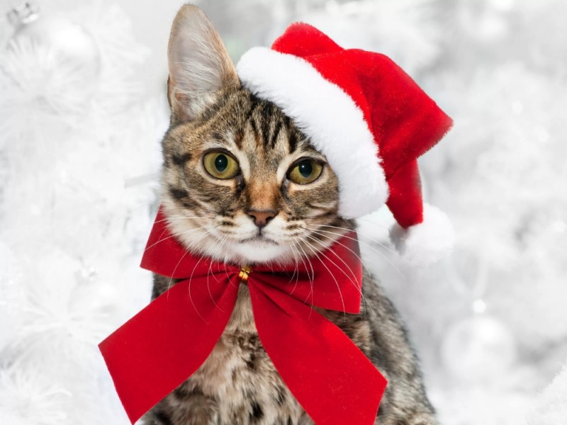 Создать мем: котик в новогодней шапочке, котик в новогодней шапке, новый год кот