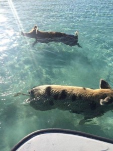 Create meme: pigs in the Bahamas, the beach with pigs in the Bahamas