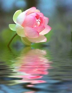 Create meme: beautiful flowers, pink Lotus, flowers in water