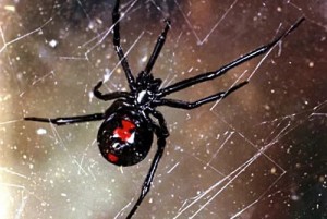 Create meme: latrodectus mactans, spider, black widow