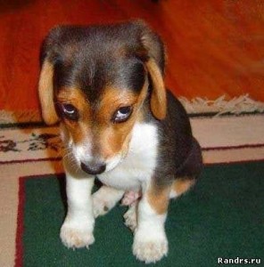 Создать мем: dog, виноват, beagle
