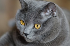 Create meme: grey cat, British Shorthair, British cat