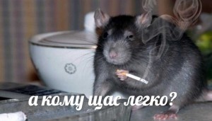 Create meme: rodents, old mouse, German mouse peeking out of a mink, not the cat