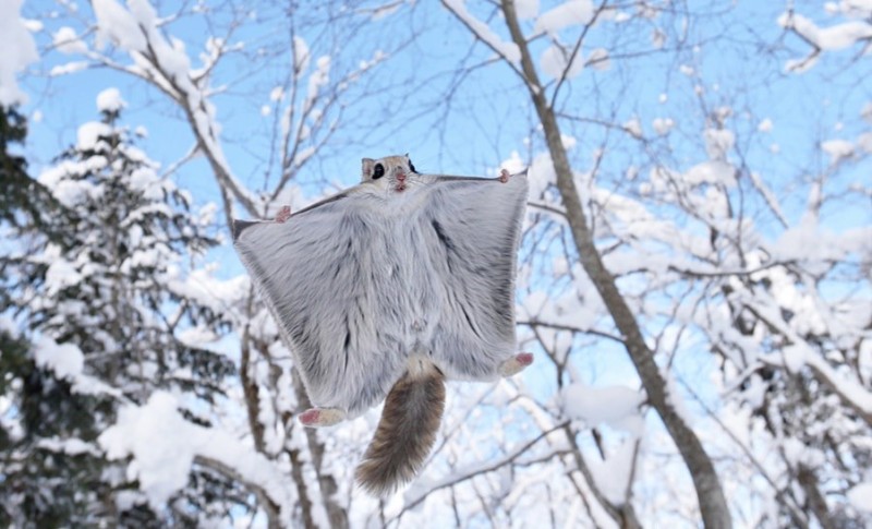 Create meme: the flying man, flying squirrel at home, squirrel Siberian flying squirrel
