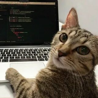 Create meme: cat , the cat at the computer, cat programmer
