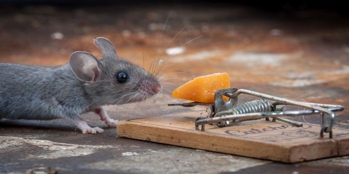 Create meme: mouse and cheese, computer mouse , mousetrap