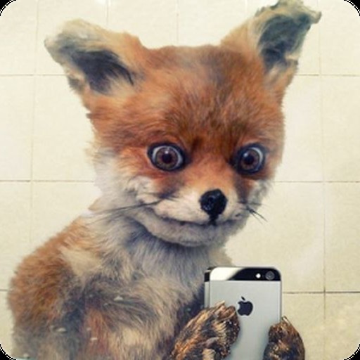 Create meme: stoned Fox, bad taxidermy fox, fox is stoned
