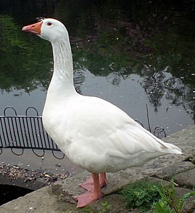 Create meme: goose duck, important goose, white goose 