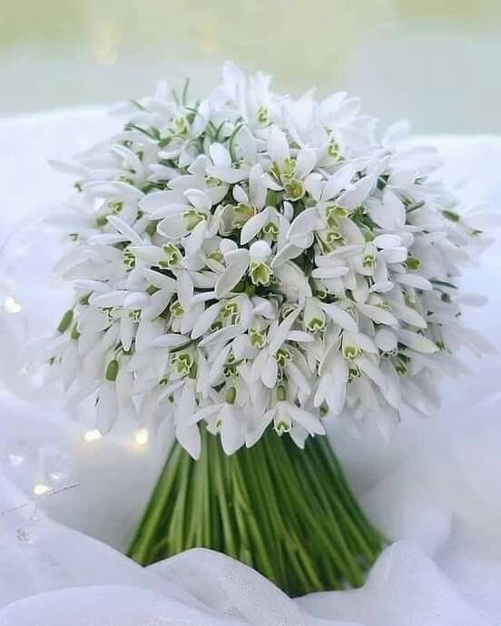 Create meme: bouquet of snowdrops, a beautiful bouquet of snowdrops, a large bouquet of snowdrops