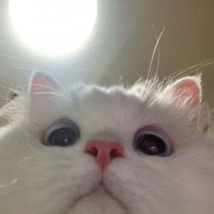 Create meme: white cat meme, cute cats, cute white cat
