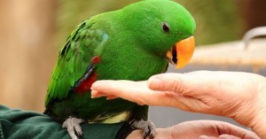 Create meme: parrot, Pets parrots