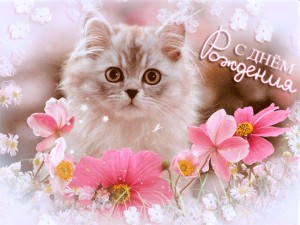 Create meme: postcards with cats, seals and flowers, good mood pictures