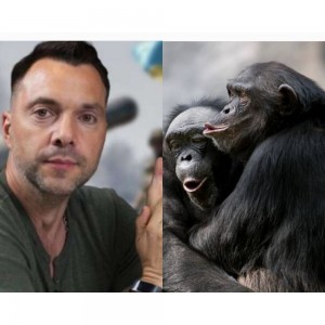Create meme: Bonobo chimp, monkey animals, male chimpanzees
