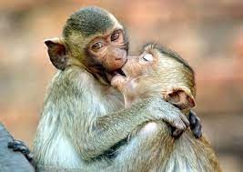 Создать мем: поцелуй обезьяны, обезьяна целует, влюбленные мартышки
