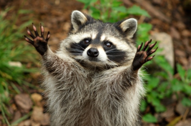 Создать мем: raccoon, енотик милый, еноты милые